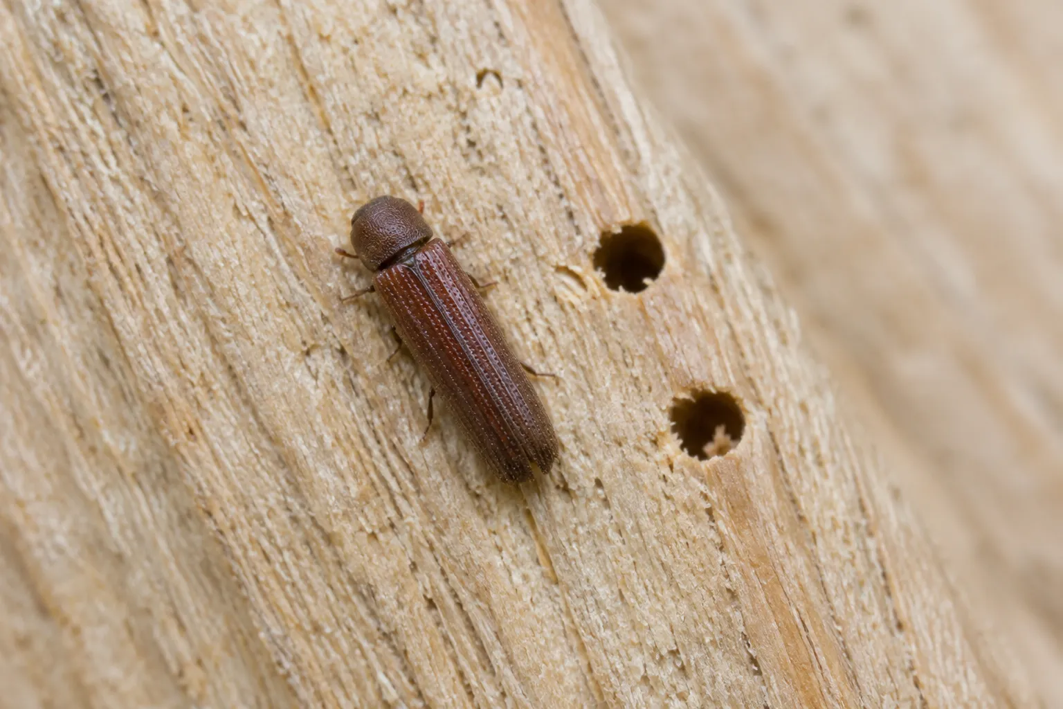 A small brown borer beetle on bare pine timber next to tiny round holes