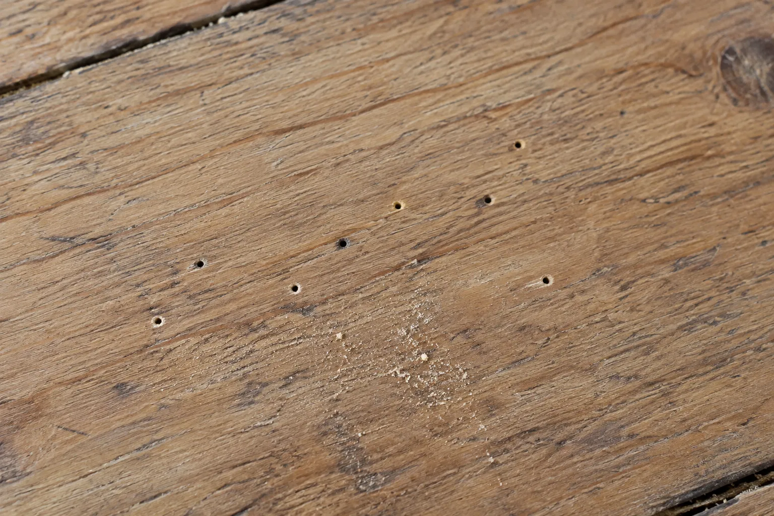 A cluster of small round borer holes in an old floorboard with fine wood dust below